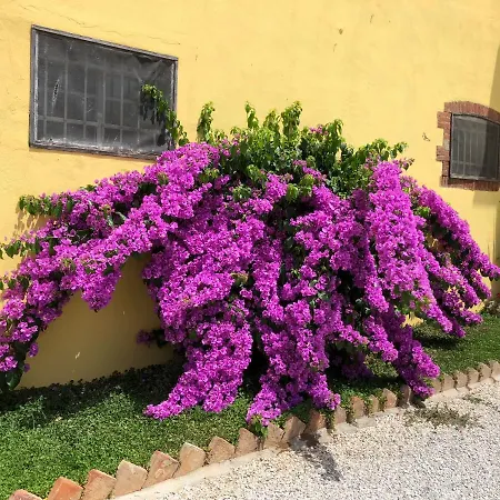 La Nana Gialla-3